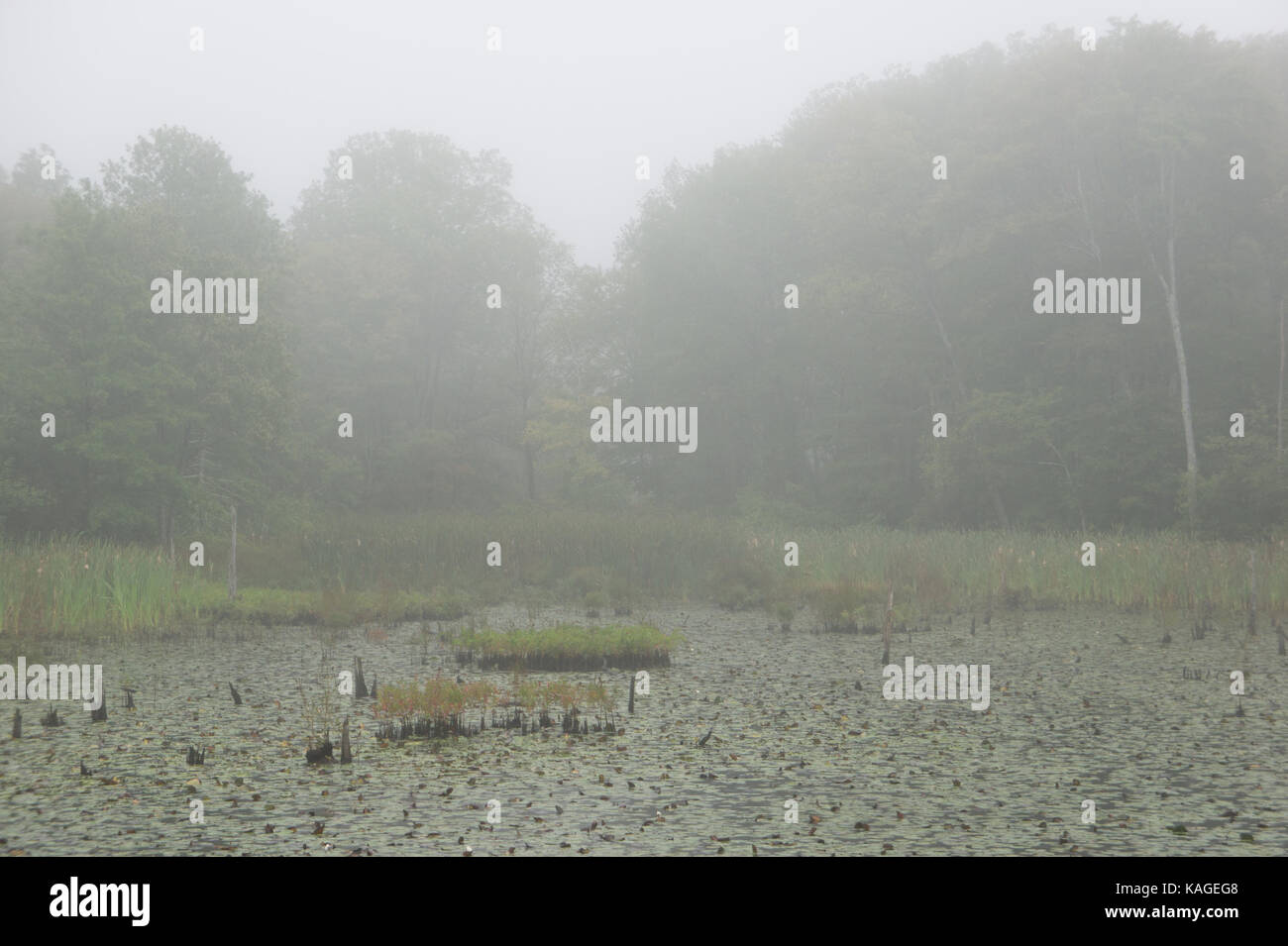 Ringelblume Marsh, Houghton's Pond, Milton, MA Stockfoto