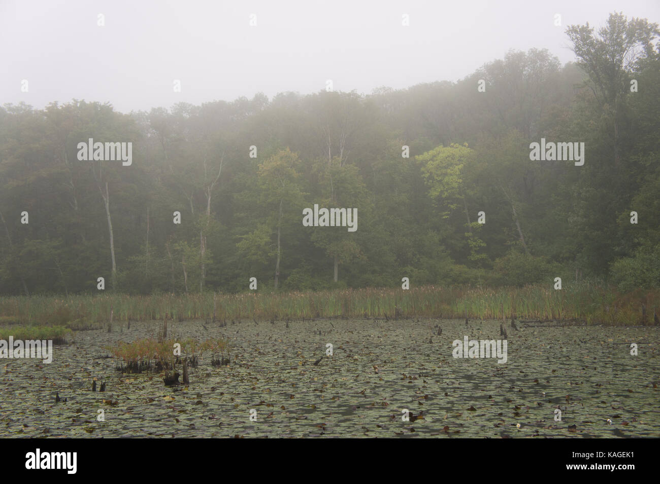 Ringelblume Marsh, Houghton's Pond, Milton, MA Stockfoto