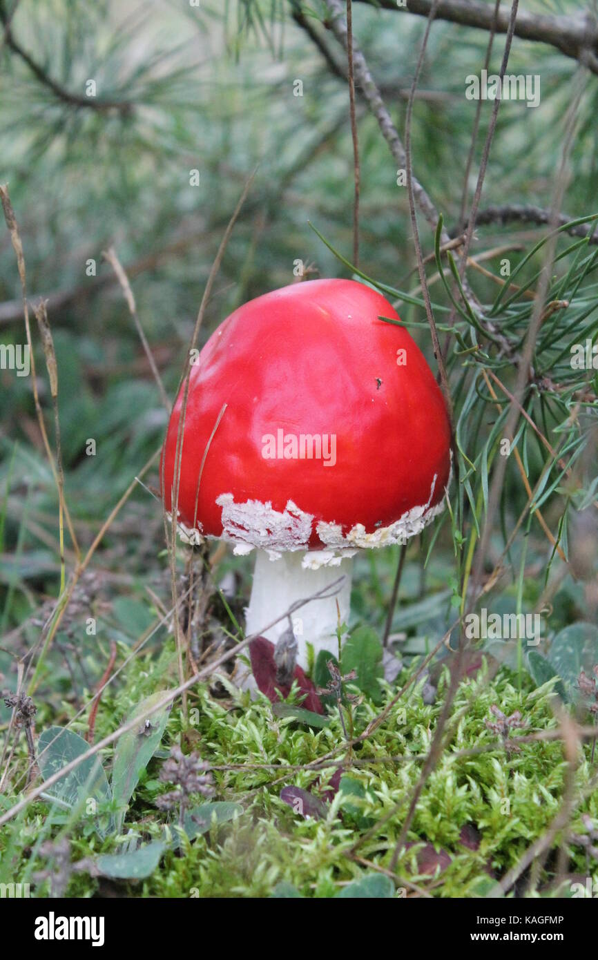 Schönes helles Red agaric giftige Pilze wachsen auf Moss im Herbst Wald Stockfoto