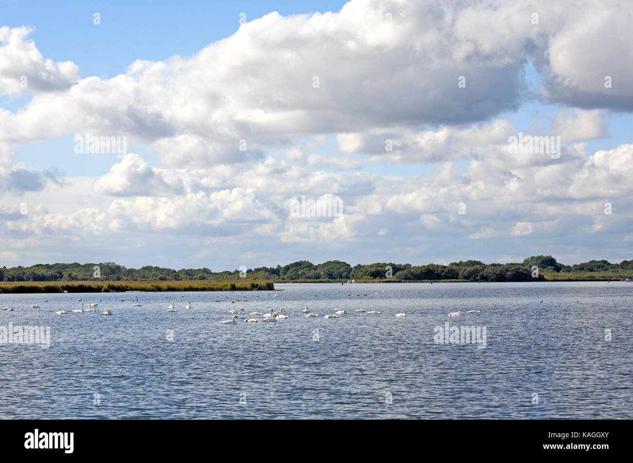 Eine Herde von Höckerschwäne, Cygnus olor, hickling Broad National Nature Reserve, Norfolk, England, Vereinigtes Königreich. Stockfoto