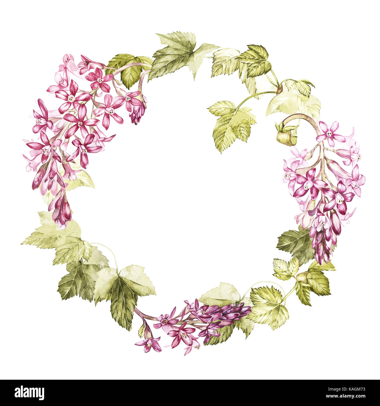 Hand gezeichnet Aquarell botanischer Illustration von Blumen von ...