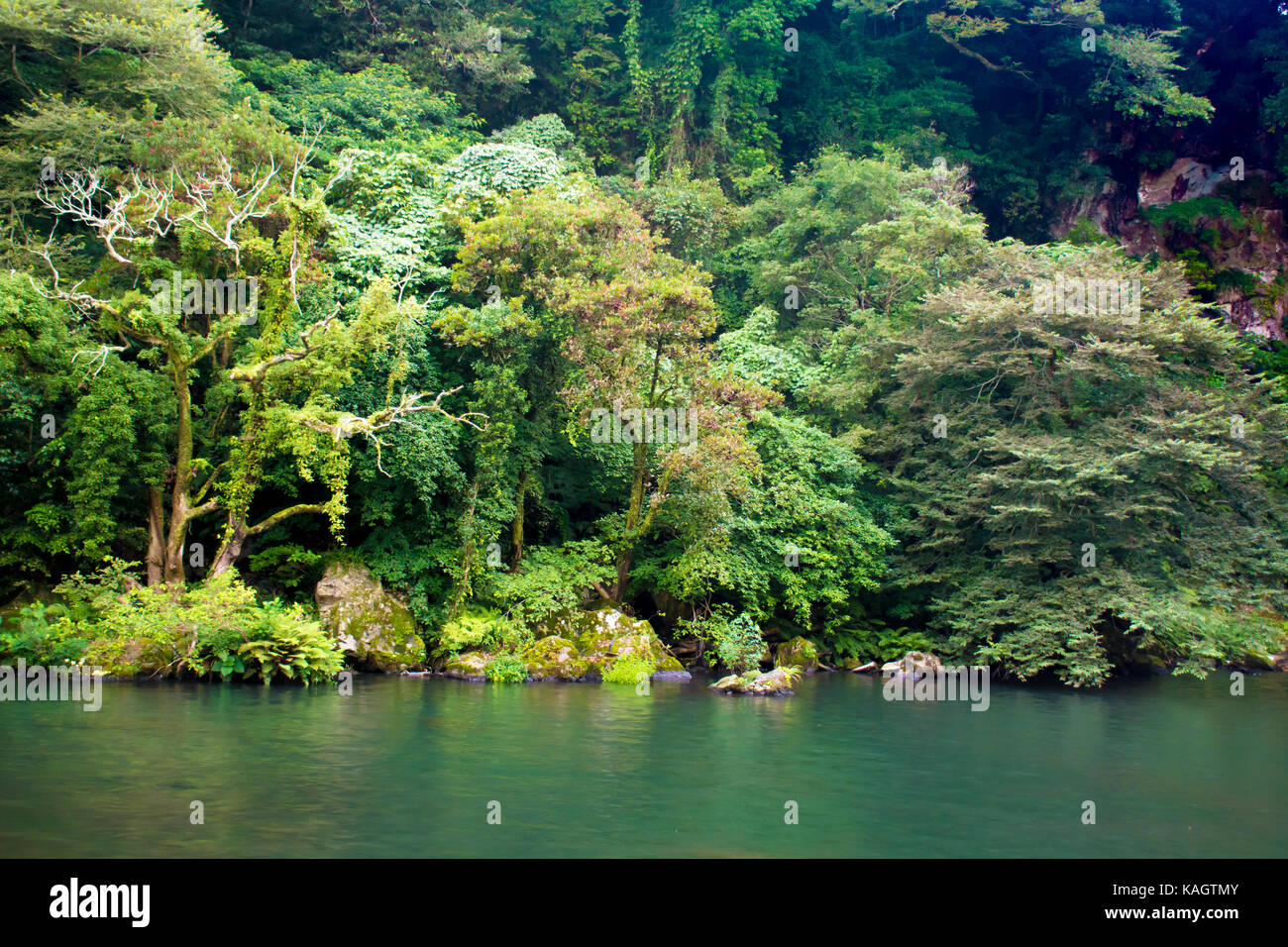 Grünen Wald am See in der Reflexion im Wasser Schönheit in der Natur Stockfoto