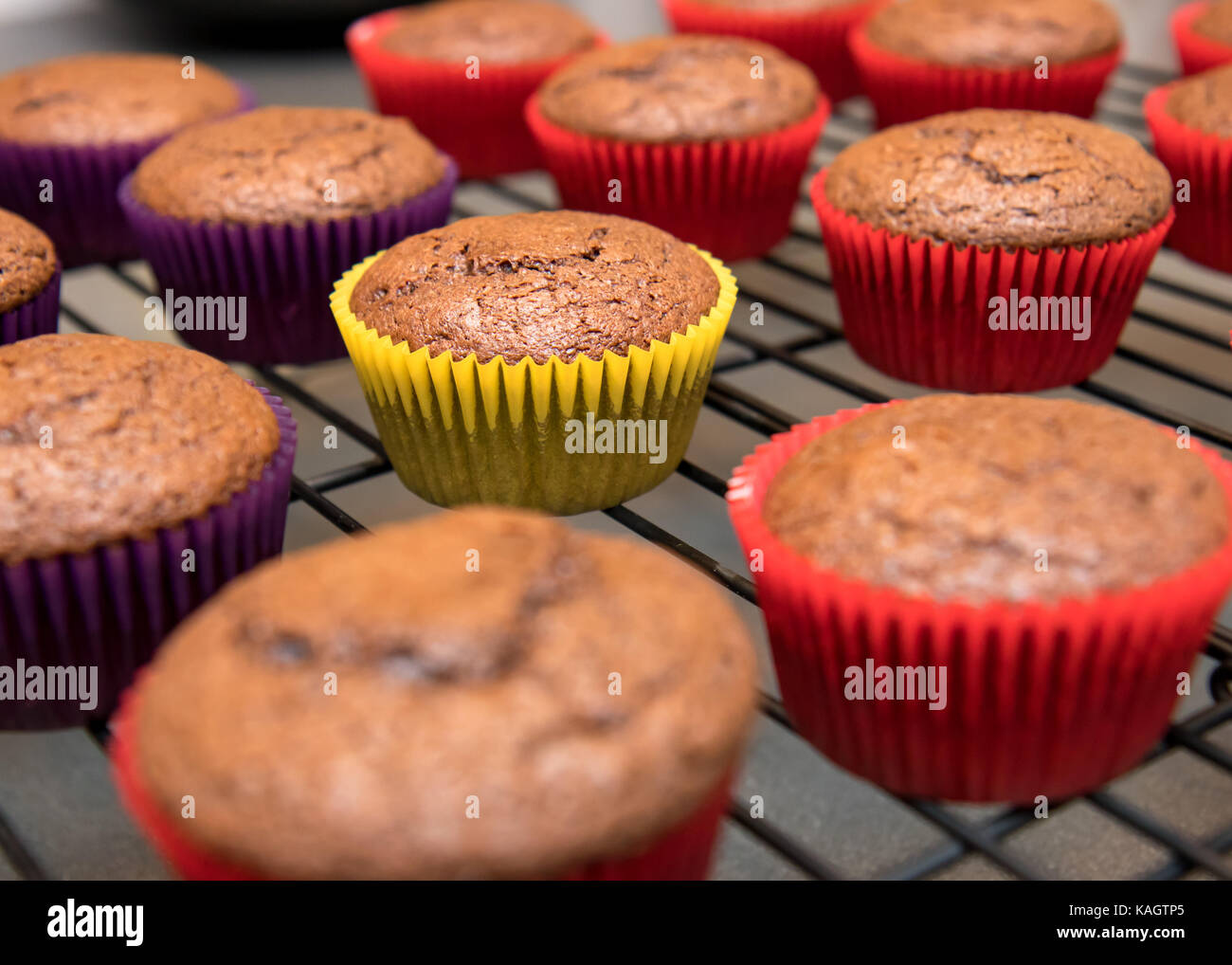 Chocolate cupcakes Kühlung auf Draht Rack Stockfoto