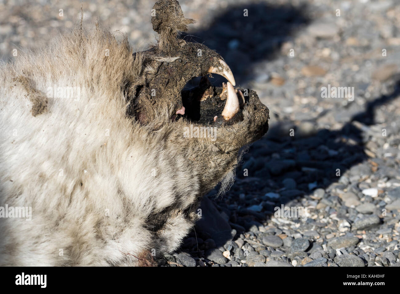 Norwegen, Svalbard, South Svalbard Nature Reserve, Edgeoya, Kapp Lee. Toter Eisbär am Strand. Stockfoto