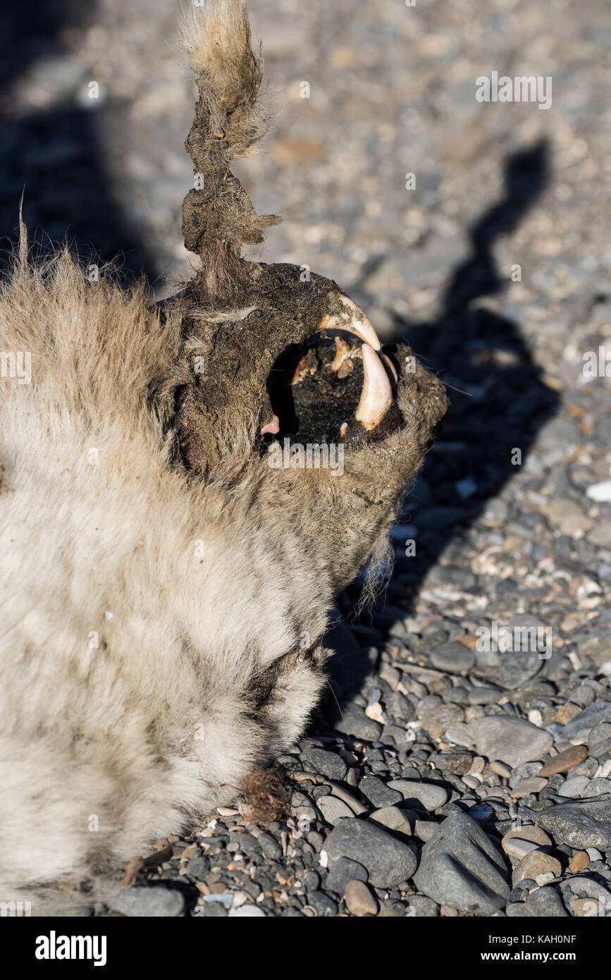 Norwegen, Svalbard, South Svalbard Nature Reserve, Edgeoya, Kapp Lee. Toter Eisbär am Strand. Stockfoto