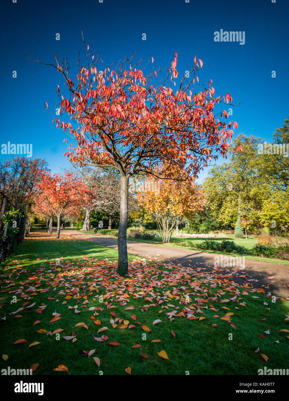 Die herbstlichen Bäume in Peckham Rye Park South London Stockfoto