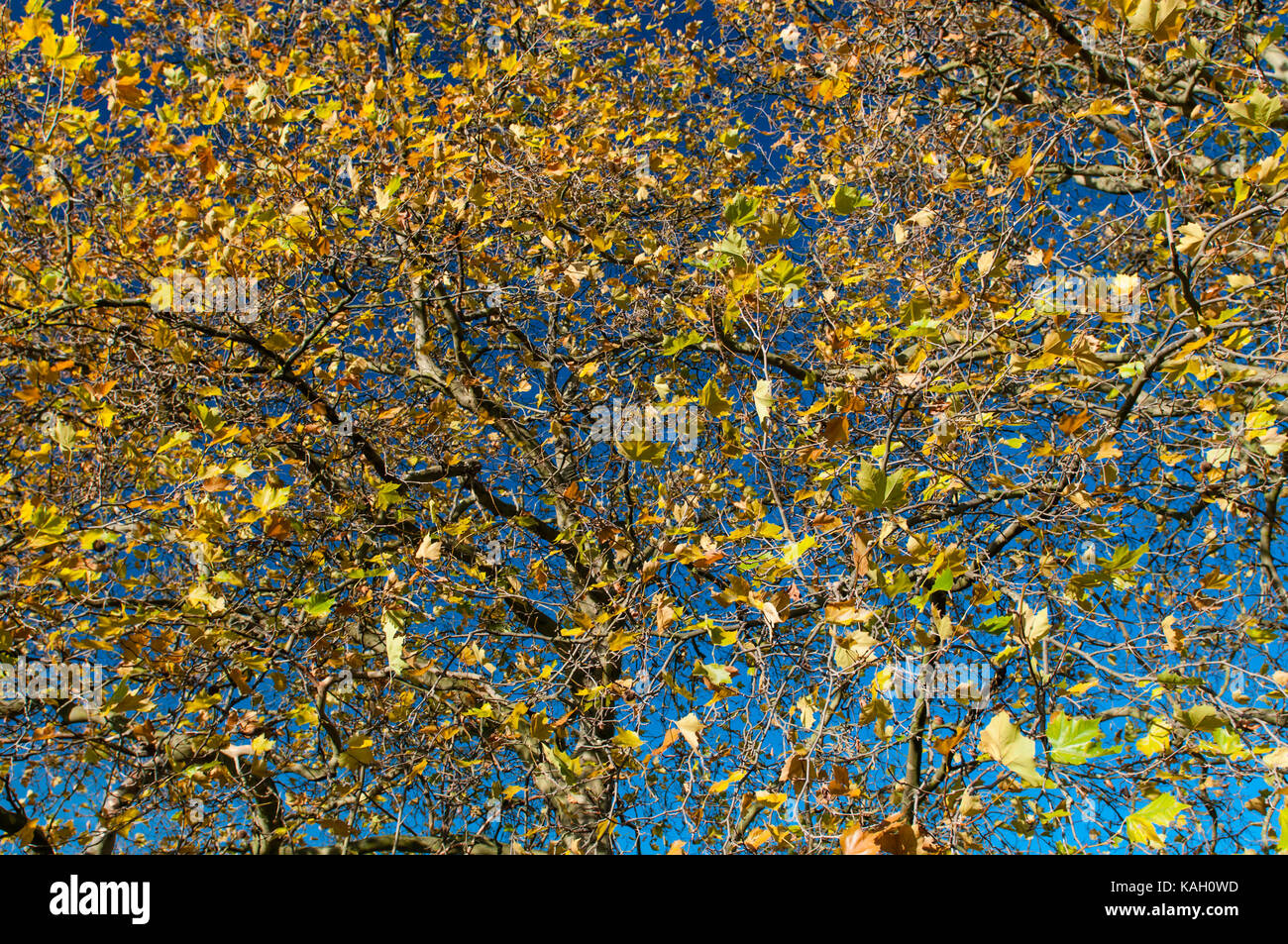 Die herbstlichen Bäume in Peckham Rye Park South London Stockfoto