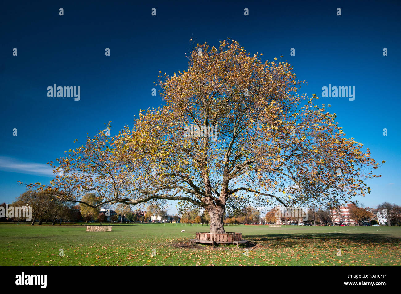 Die herbstlichen Bäume in Peckham Rye Park South London Stockfoto