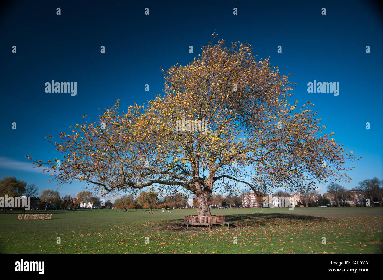 Die herbstlichen Bäume in Peckham Rye Park South London Stockfoto
