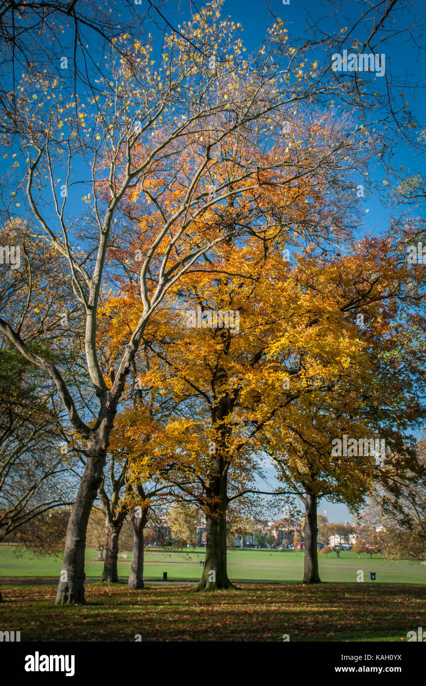 Die herbstlichen Bäume in Peckham Rye Park South London Stockfoto