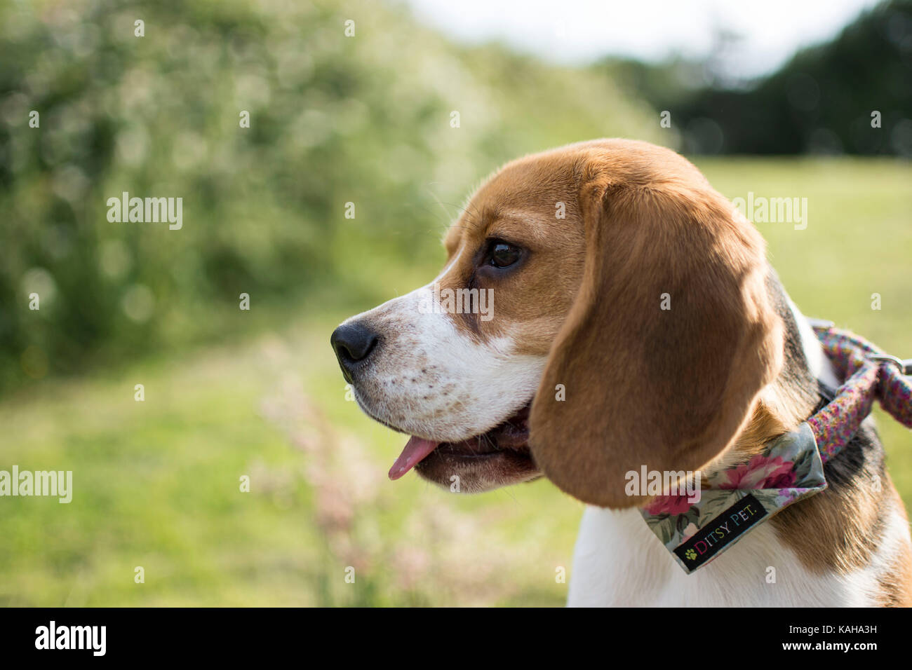 Ein Mädchen Beagle Welpen auf einem Grasbewachsenen bank mit Kragen auf Stockfoto