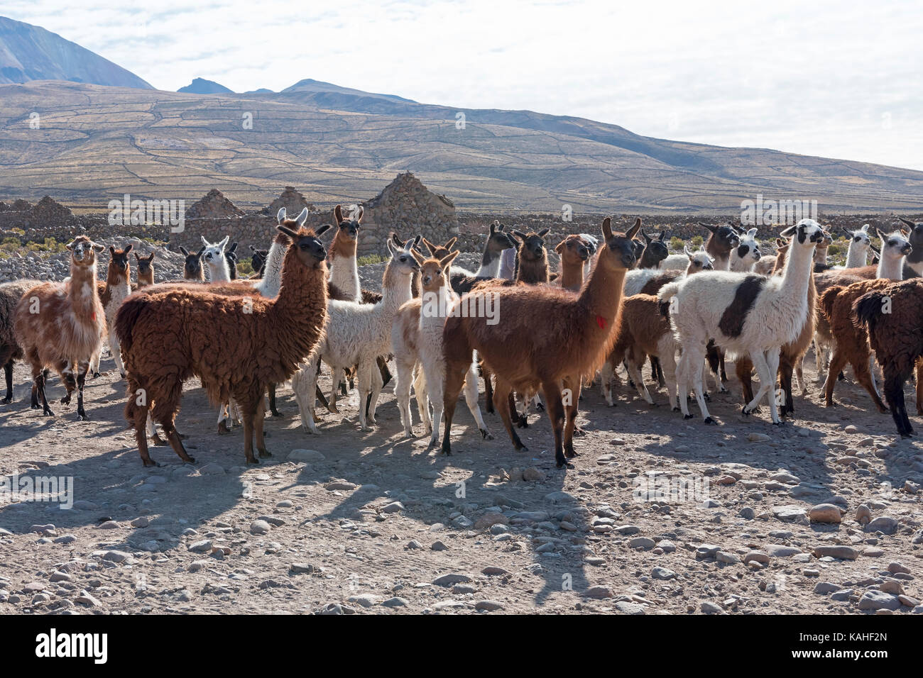 Lamas (Lama glama), Herde in karger Landschaft, Altiplano, Anden, Colchani, Potosí, Bolivien Stockfoto