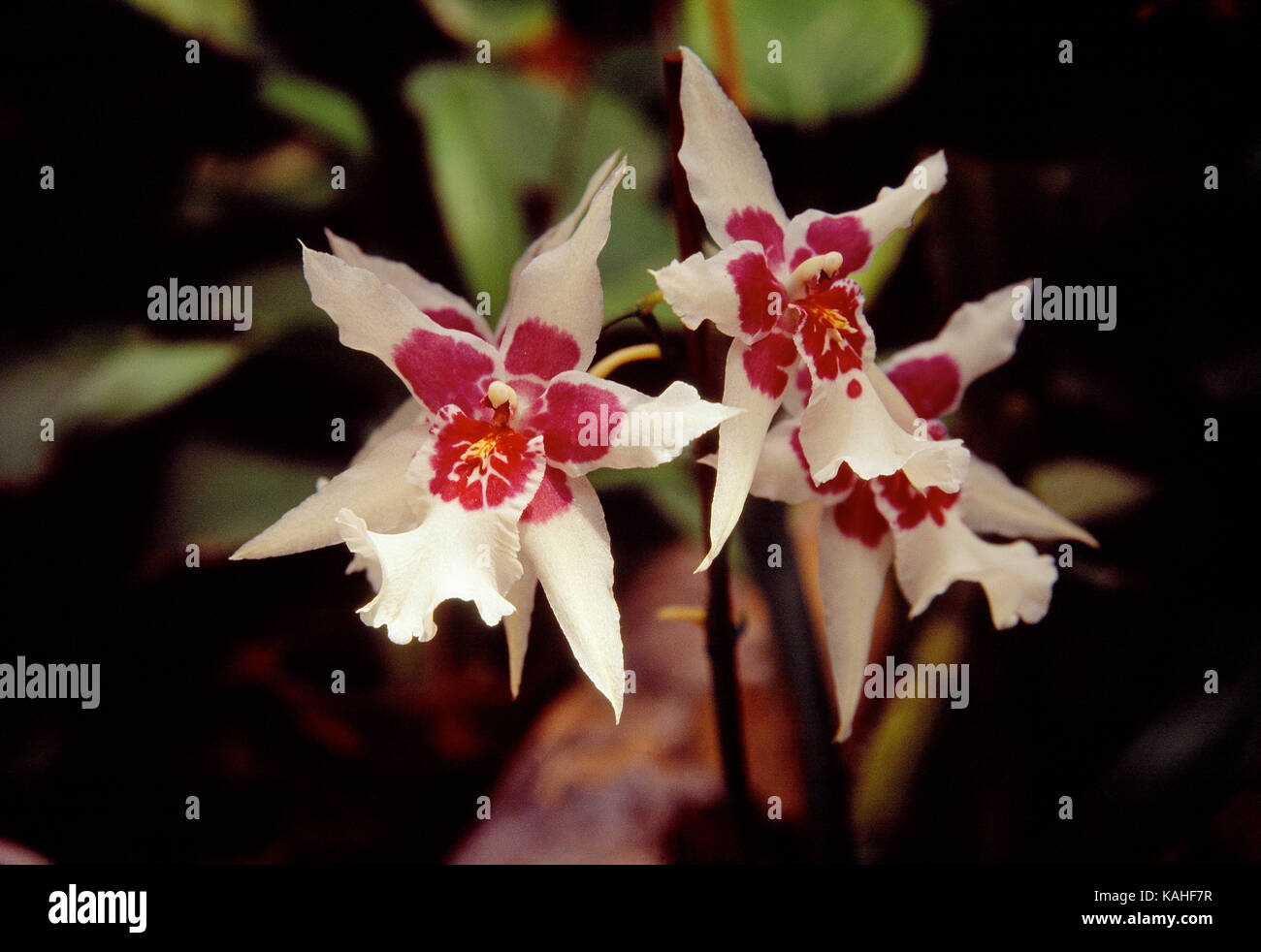 Orchidee Blumen. Ansicht schließen. Stockfoto