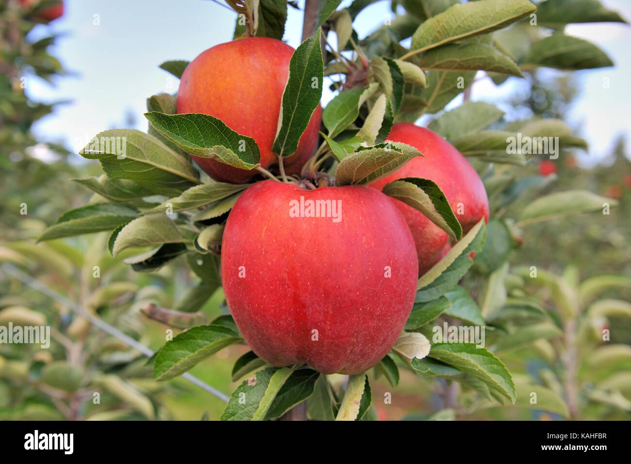 Rote Äpfel auf einem Baum, Deutschland Stockfoto