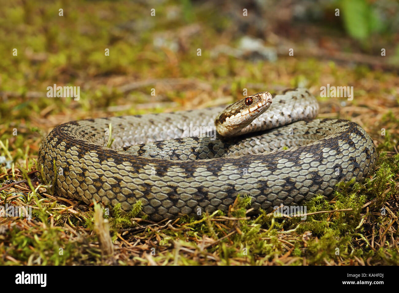 Bunte gekreuzt europäischen Addierer Sonnenbaden auf Moss (Vipera berus) Stockfoto