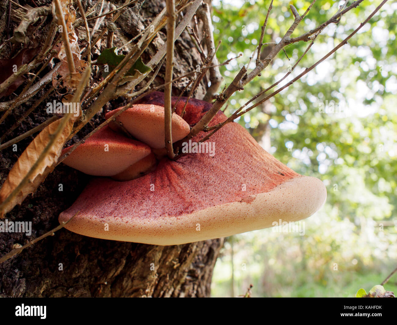 Fistulina Leberblümchen (Beefsteak Pilz, auch als Beefsteak polypore oder ox Zunge bekannt) ist eine ungewöhnliche Halterung Pilz gemeinsame in Großbritannien. Stockfoto