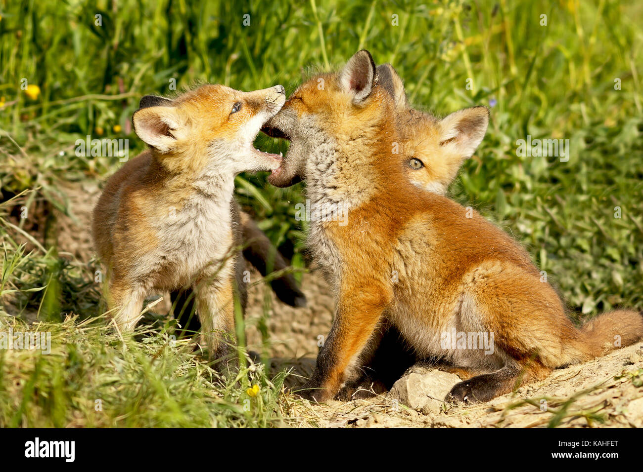 Cute Fox Cubs spielen aus dem Graben (Vulpes) Stockfoto