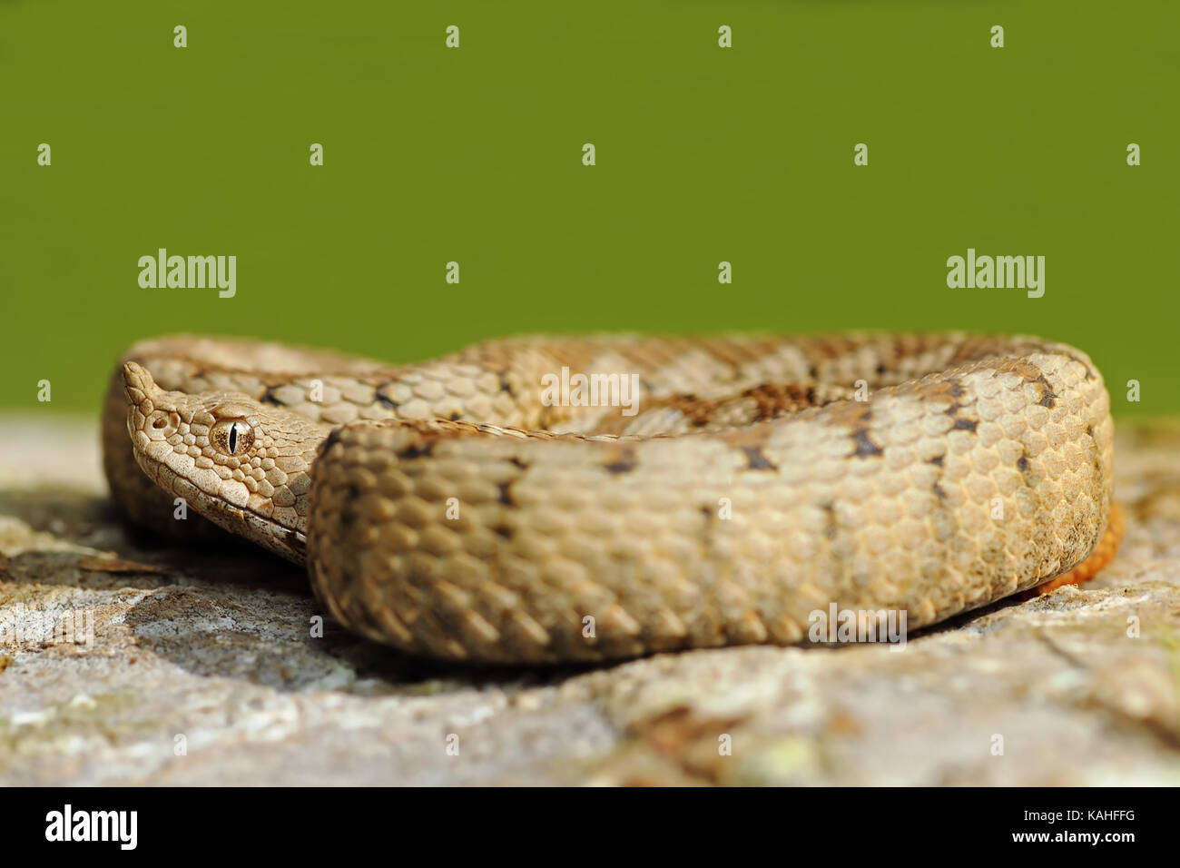 Gefährliche Schlange Sonnenbaden auf den Stein (Vipera ammodytes) über Grün aus Fokus Hintergrund Stockfoto