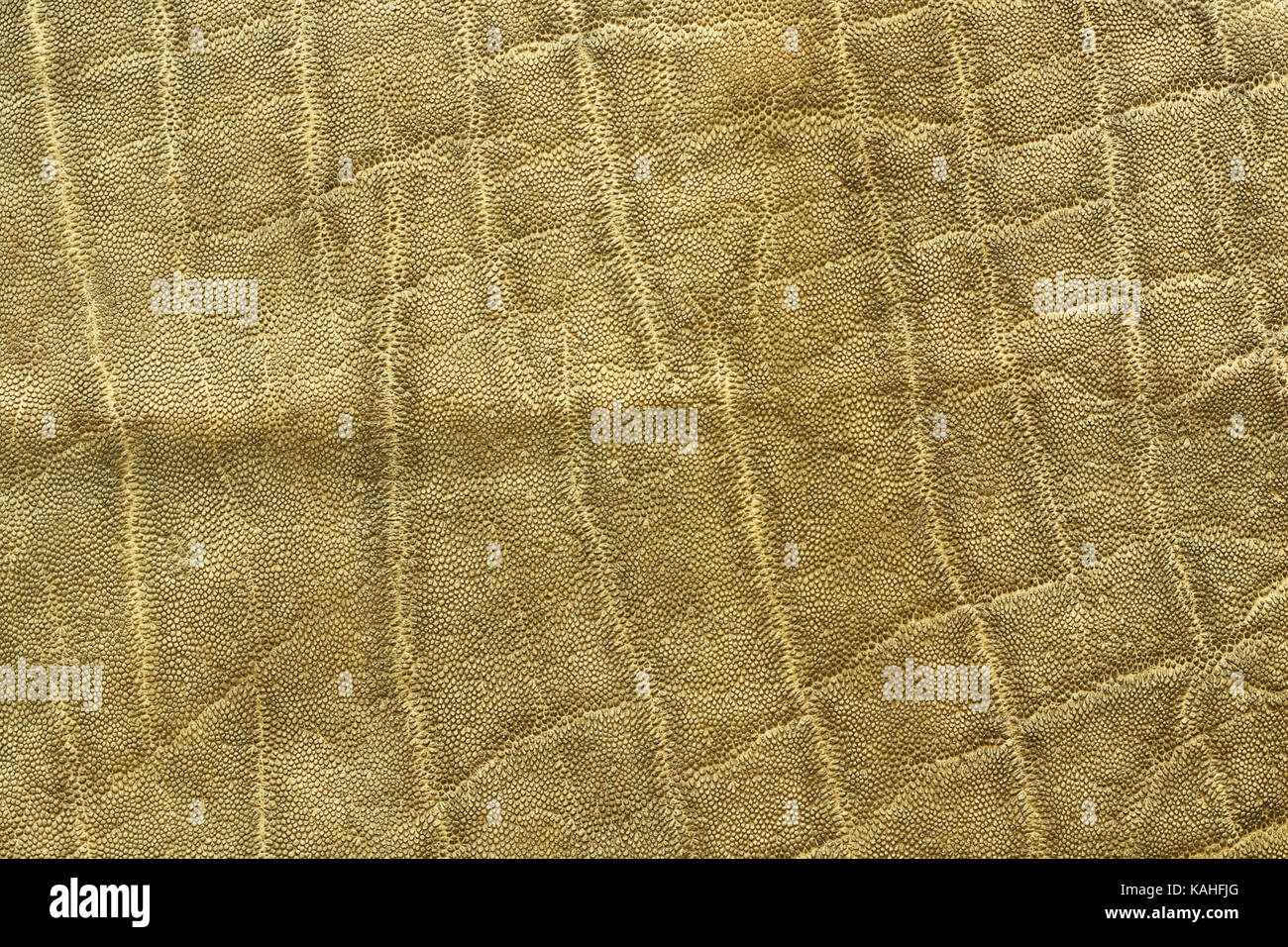 Detaillierte afrikanischer Elefant pelt, Tier Textur (Loxodonta africana) Stockfoto