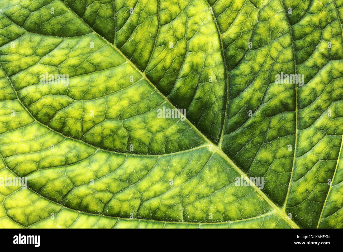 Detaillierte Oberfläche von hortensia frisch grün Blatt, strukturierte Bild Stockfoto