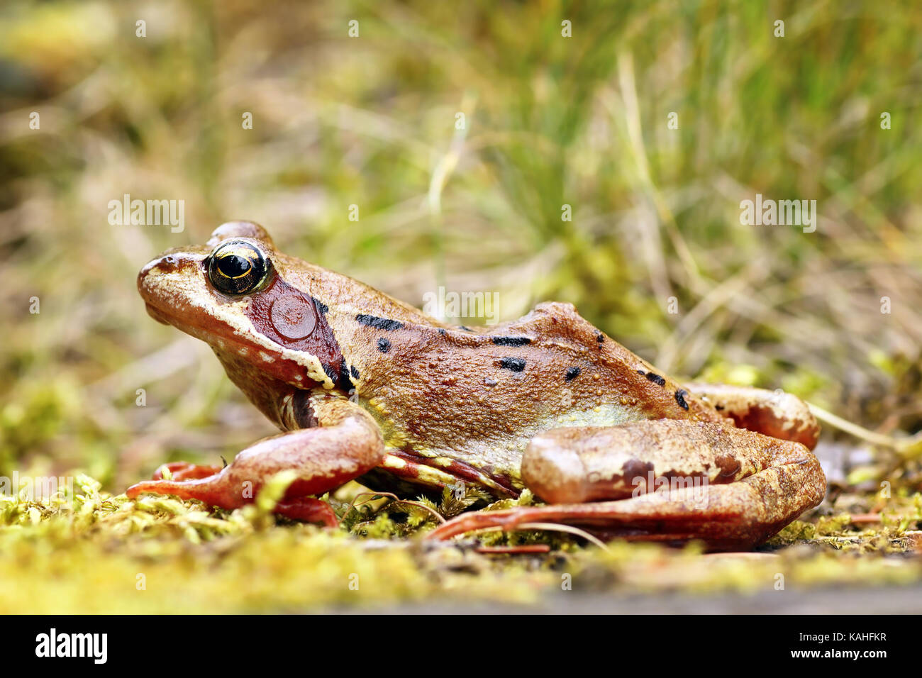 Gemeinsame europäische braun Frosch im natürlichen Lebensraum (Rana temporaria), volle Länge Stockfoto