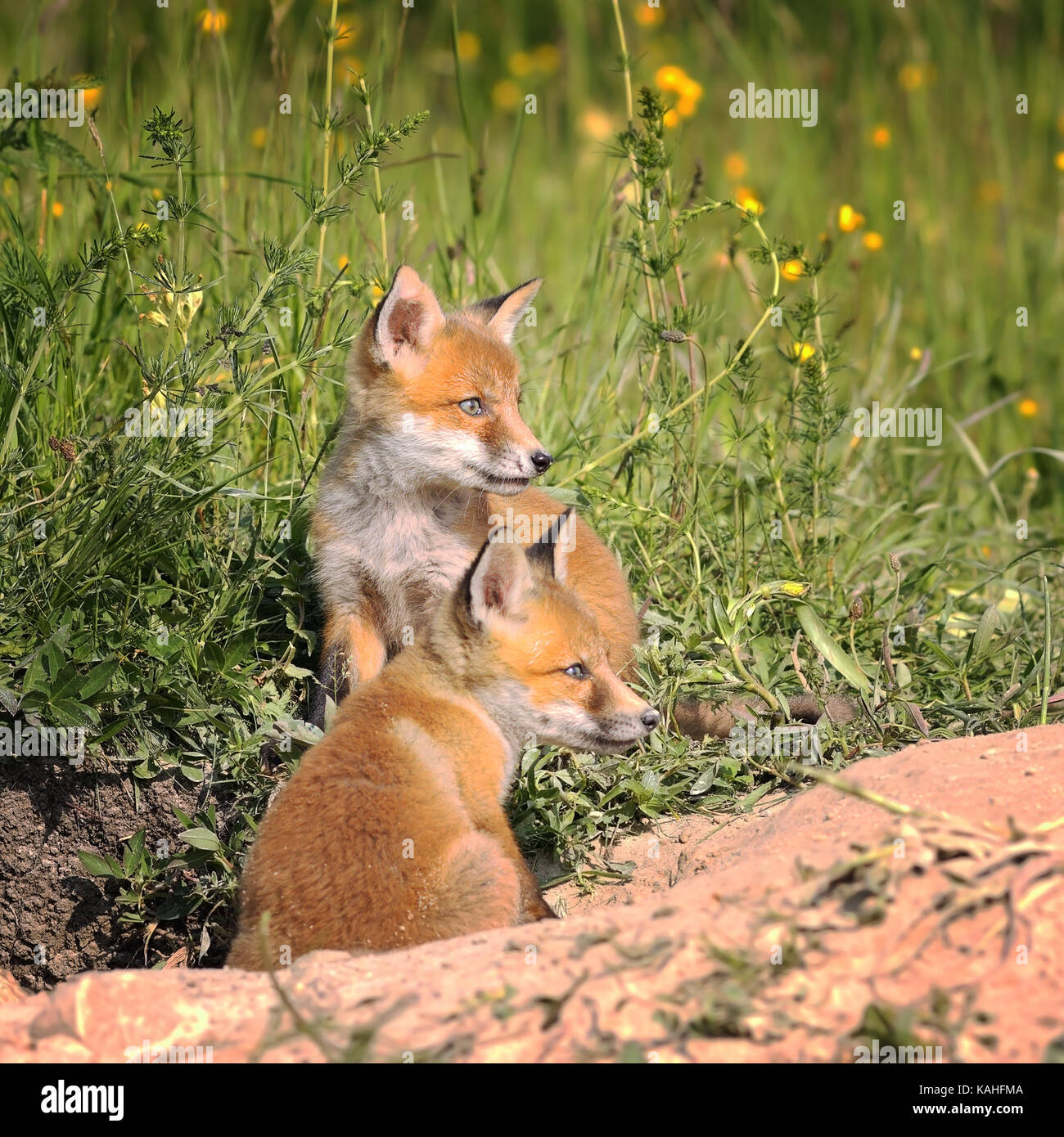 Fox Cubs in der Nähe der Höhle im Frühjahr (Vulpes) Stockfoto