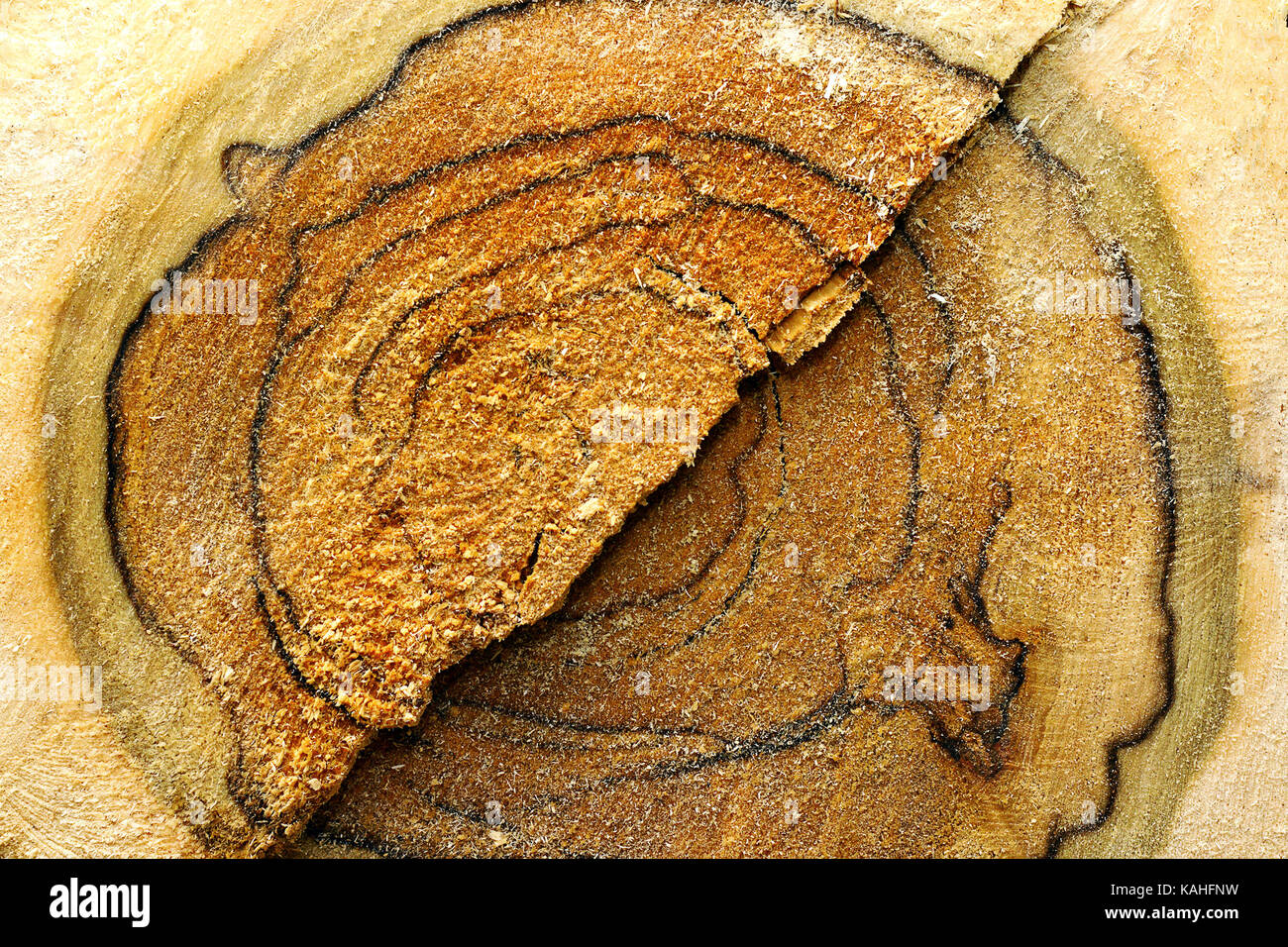 Herzen einer geschnittenen Baum anmelden, natürliche Textur für Ihr Design Stockfoto
