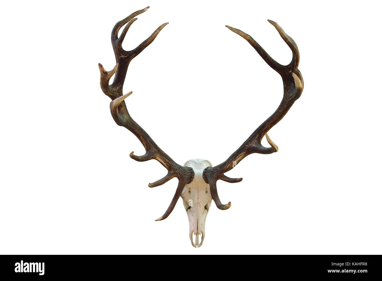 Anatomie skelett reh Fotos und Bildmaterial in hoher Auflösung Alamy