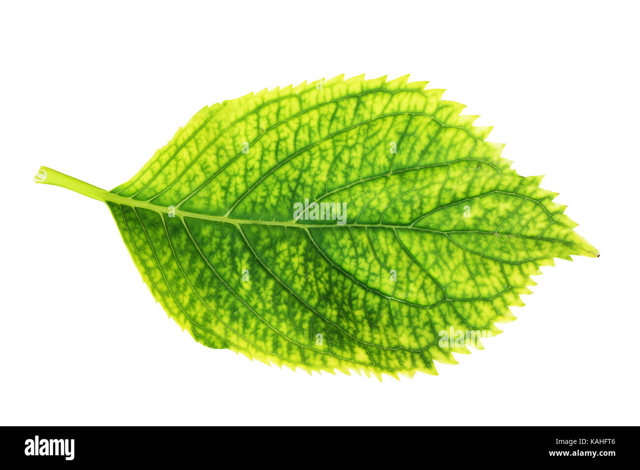 Grüne hortensia Blatt über weißen Hintergrund für Ihr Design isoliert Stockfoto