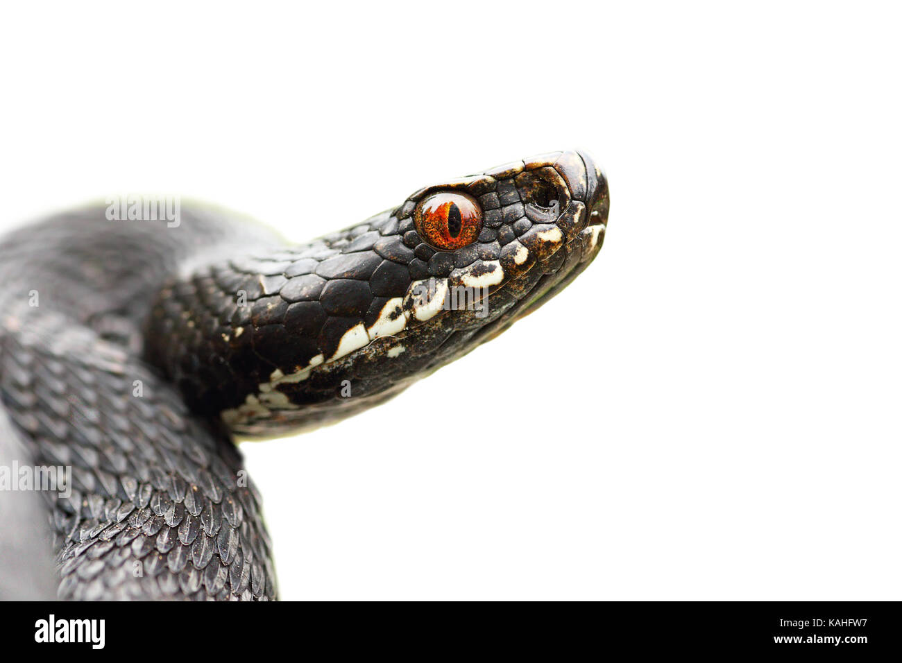 Isolierte Portrait von Schwarzen gemeinsame Viper (Vipera berus, Isolation auf weißem Hintergrund) Stockfoto