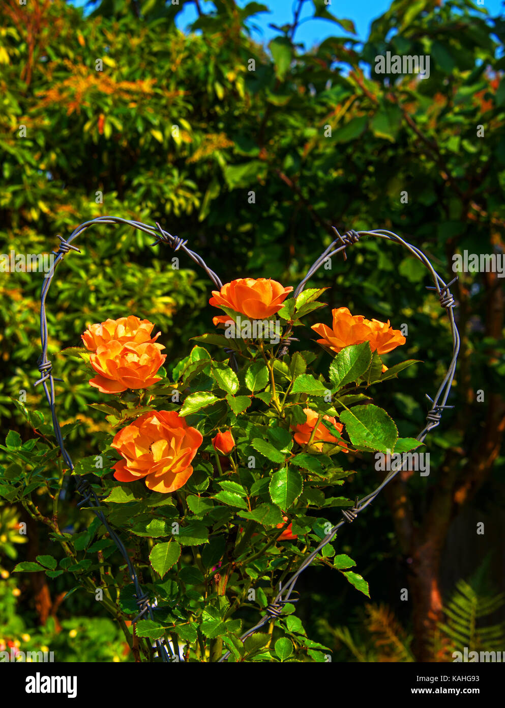 Blumenstrauß aus Stacheldraht Stockfoto