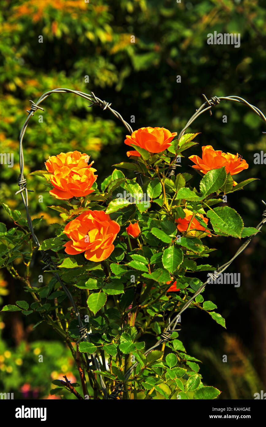 Blumenstrauß aus Stacheldraht Stockfoto