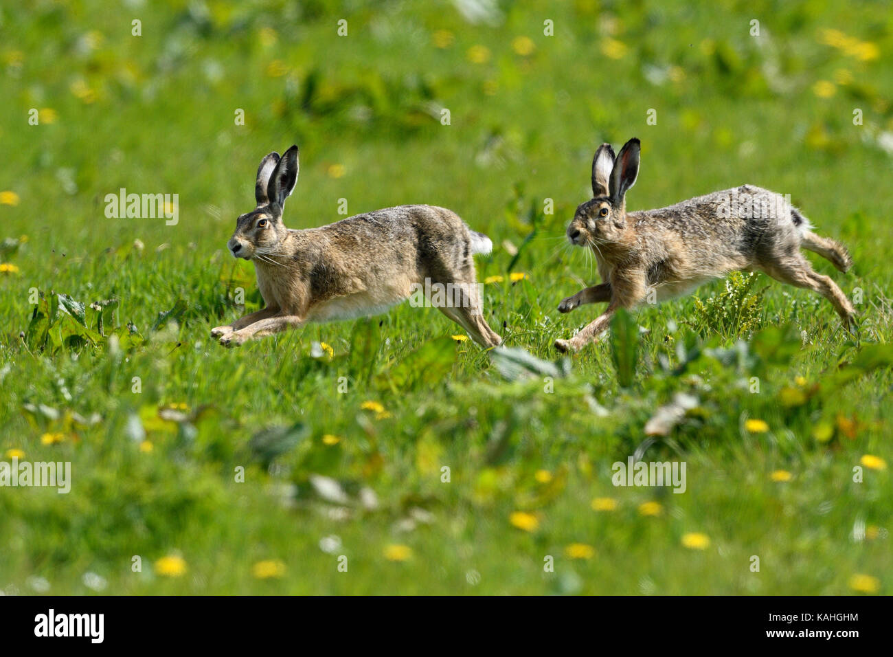 Zwei europäischen Feldhasen (Lepus europaeus) laufen über Wiese, Texel, Nord Holland, Niederlande Stockfoto