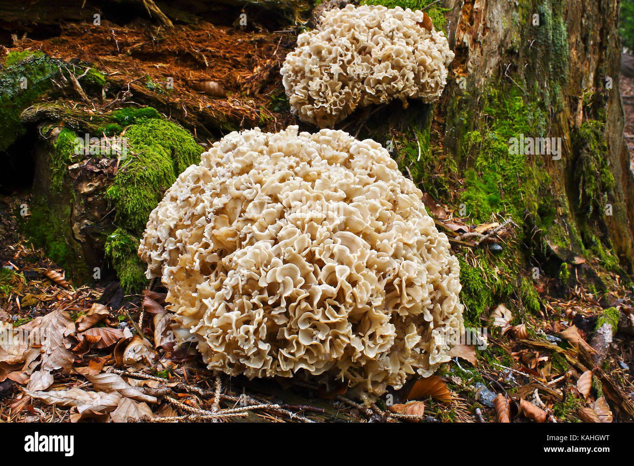 Holz oder Holz Blumenkohl Blumenkohl Pilz Pilz (Sparassis crispa) auf morschen Baumstamm, Nationalpark Bayerischer Wald Stockfoto