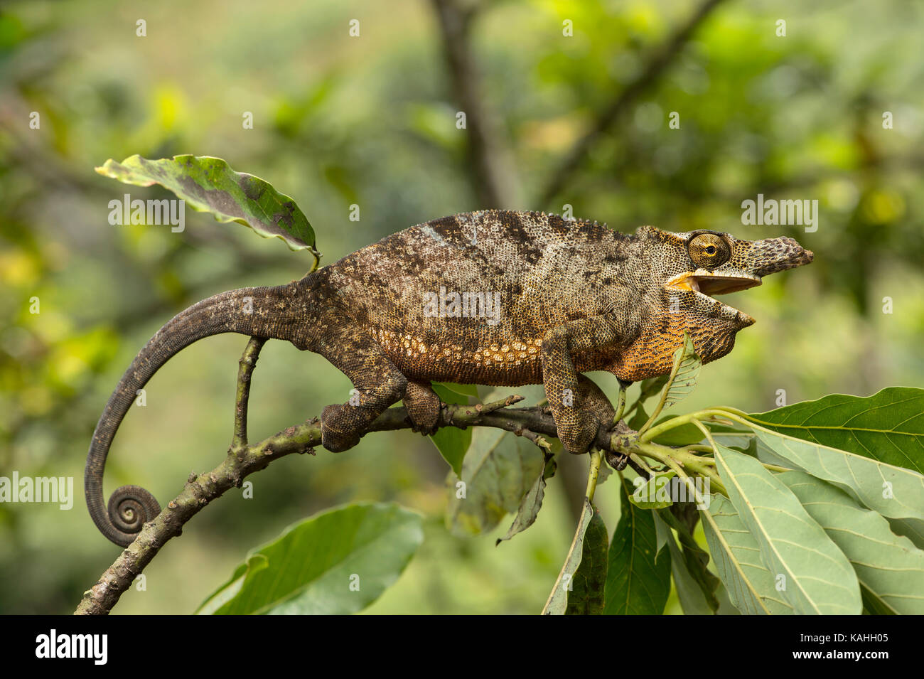 Chameleon (furcifer Bifidus), männlich zwischen Blättern auf Zweig, endemisch in Madagaskar, Andasibe Nationalpark, Madagaskar Stockfoto