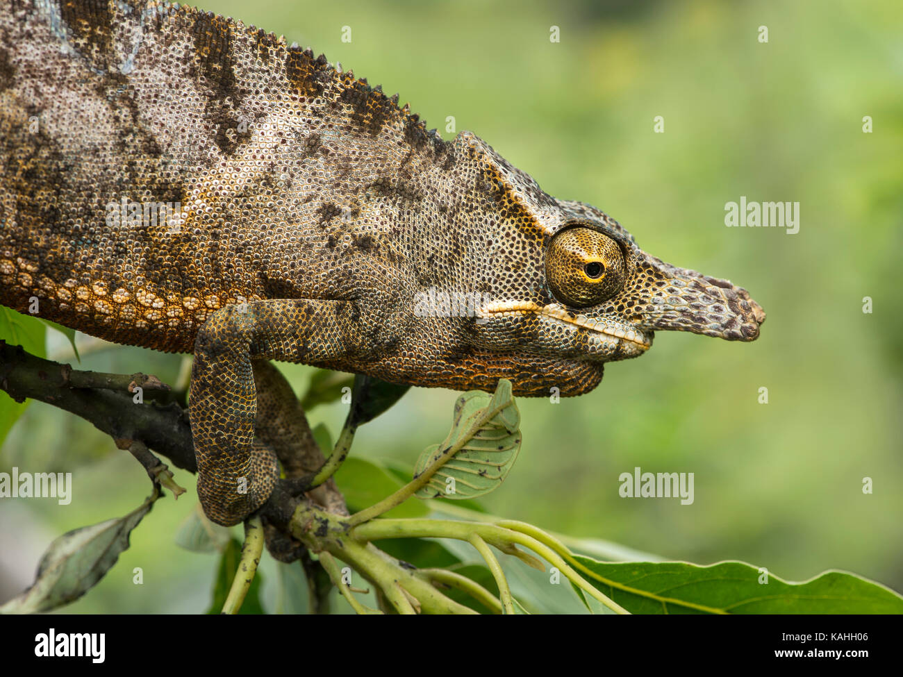 Chameleon (furcifer Bifidus), männlich auf Zweig, Porträt, endemisch auf Madagaskar, Andasibe Nationalpark, Madagaskar Stockfoto