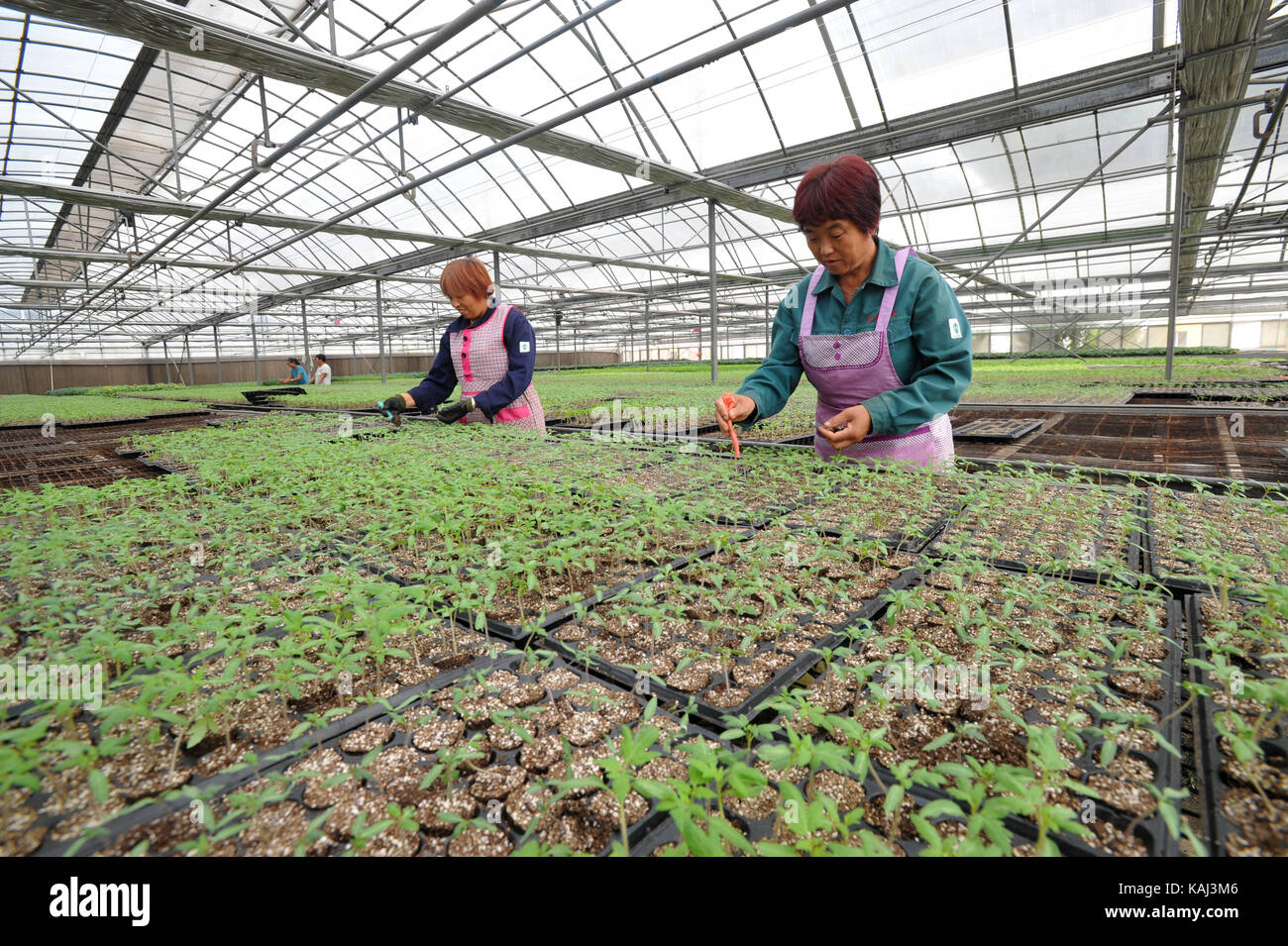 Shijiazhuang, Provinz Hebei Provinz Chinas. 26 Sep, 2017. Mitarbeiter von Lyuyuan Gemüse kooperative Arbeit in Suning County, im Norden der chinesischen Provinz Hebei, Sept. 26, 2017. Die genossenschaft zieht mehr als 600 Haushalte über 70 Millionen Gemüse Setzlinge zu pflanzen. Credit: Yang Shiyao/Xinhua/Alamy leben Nachrichten Stockfoto