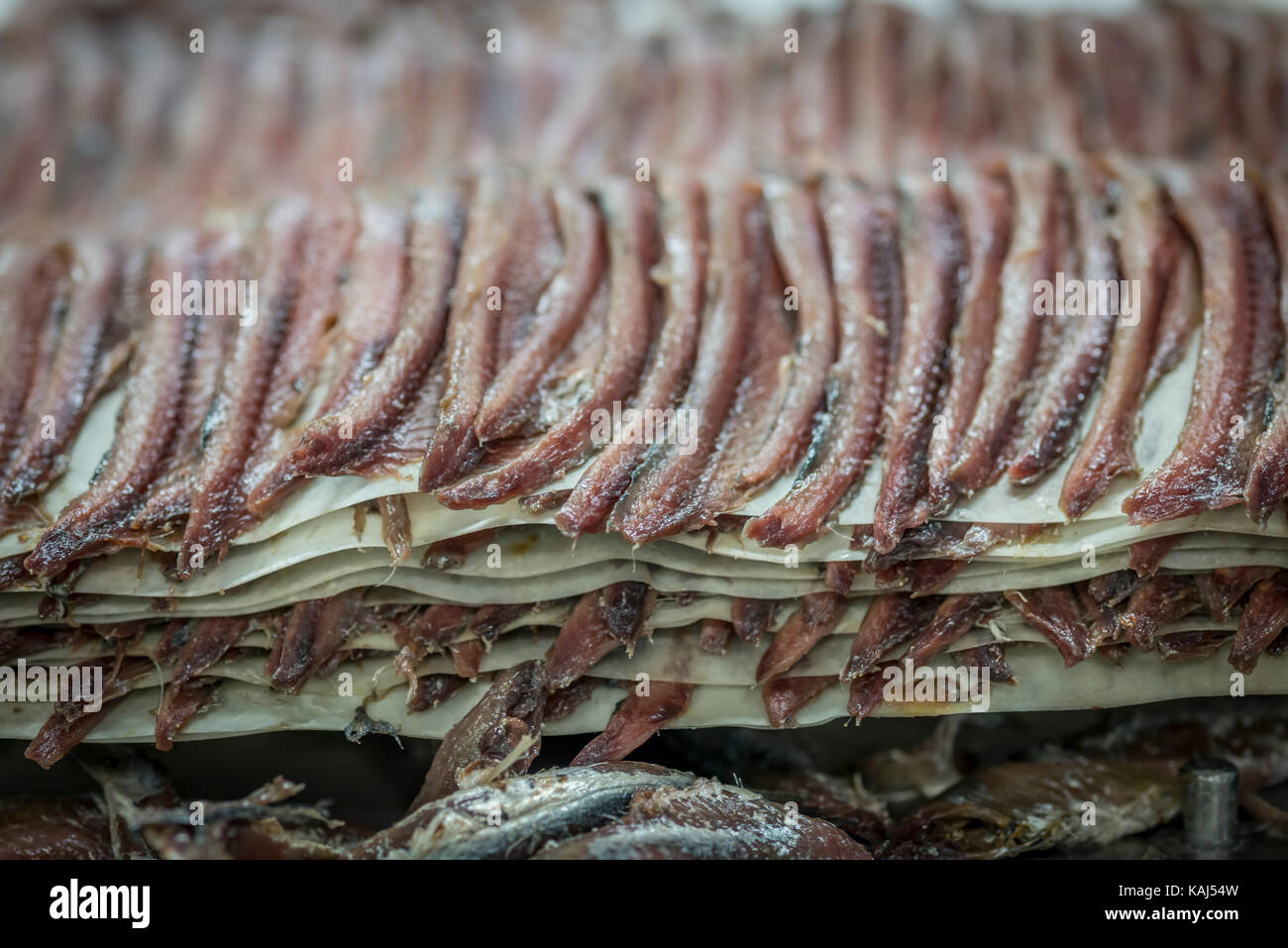 Vorbereitung und Filetieren gesalzene Sardellen am Roque Anchois Collioure Sardellen Fabrik in Frankreich Stockfoto