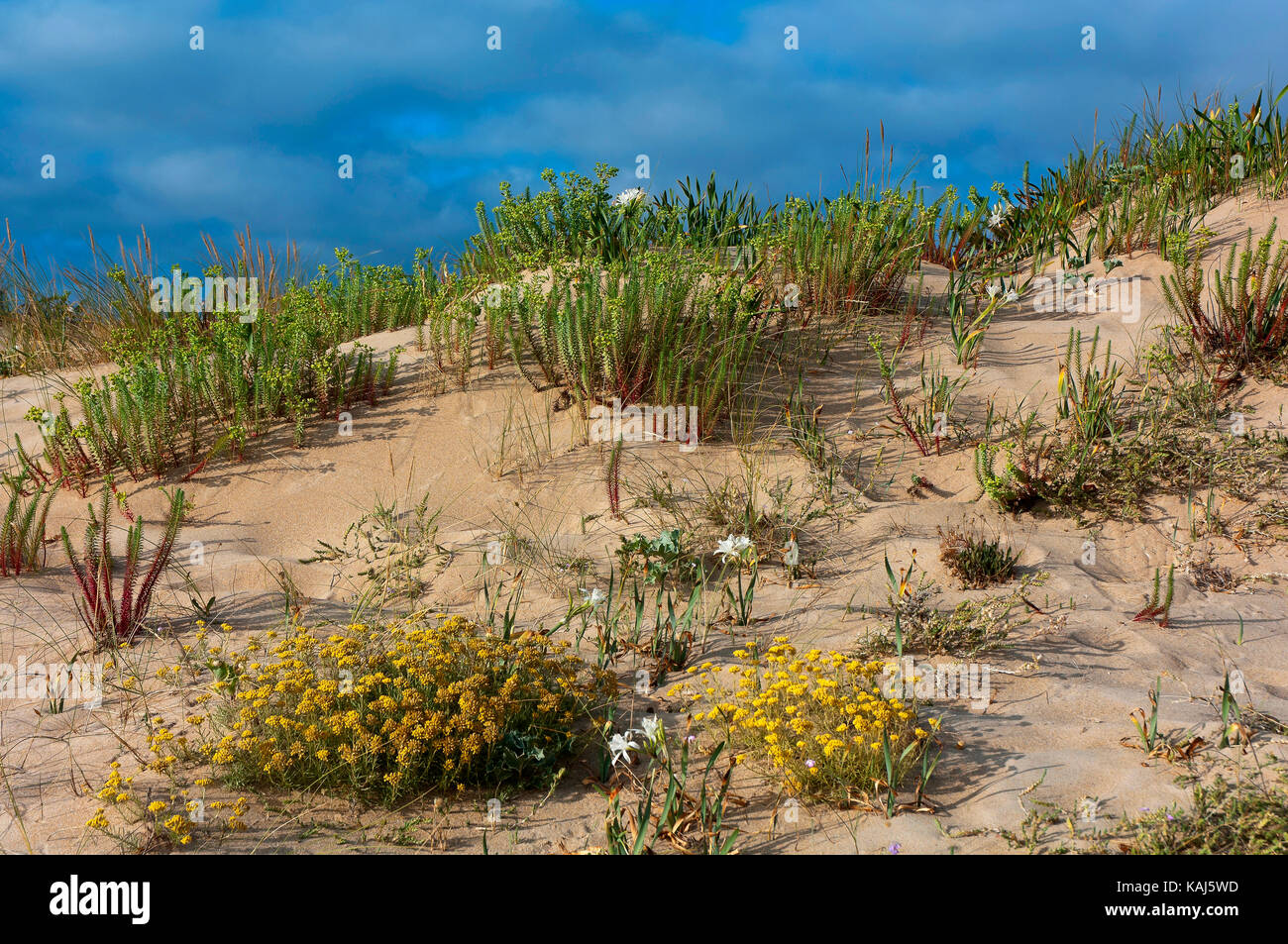 Wilde Pflanzen in den Dünen, Strand von A Frouxeira, Valdovino, La Coruna Provinz, Region Galicien, Spanien, Europa Stockfoto