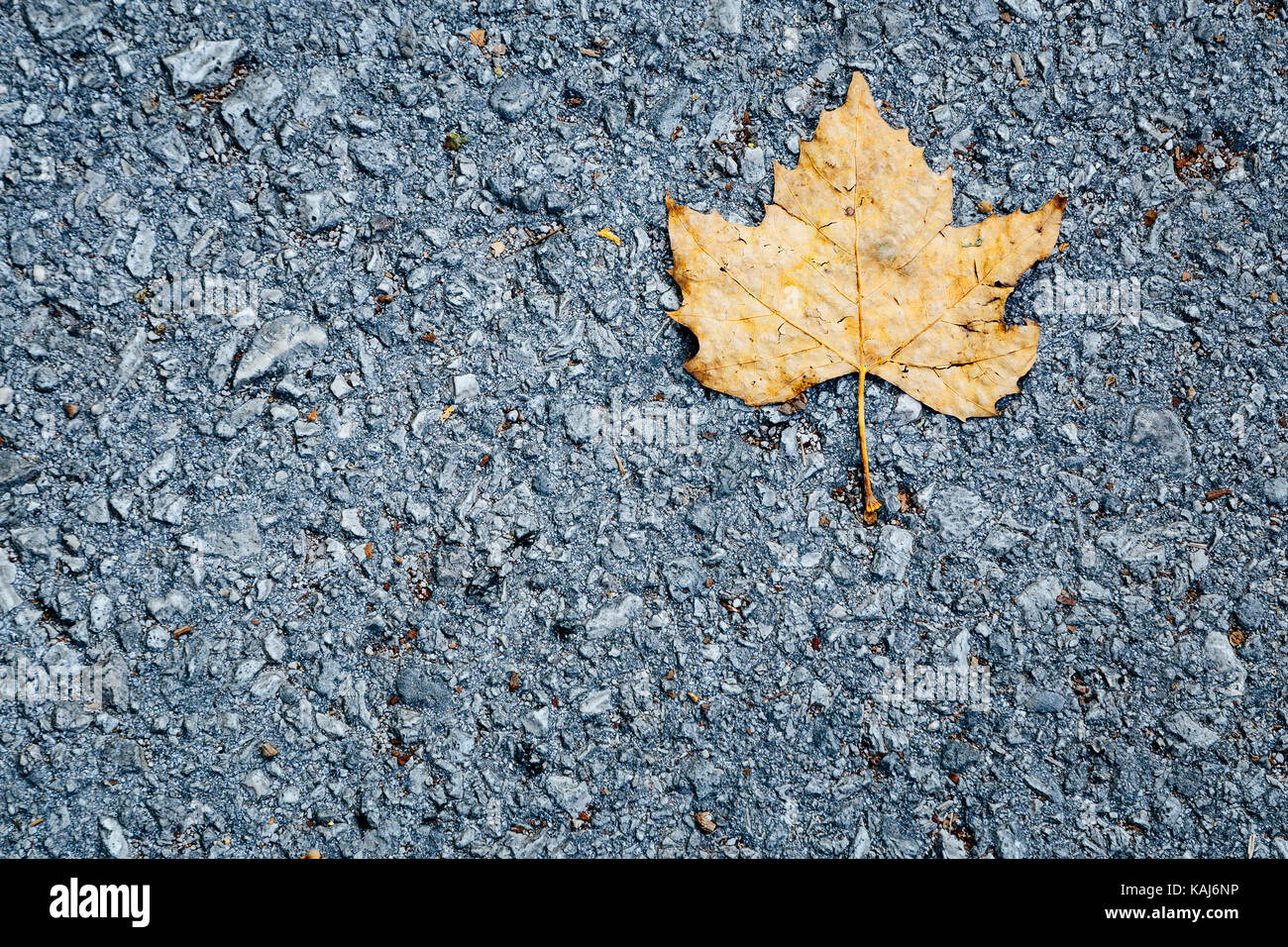 Einzelne gelbe Blatt auf Asphalt Stockfoto