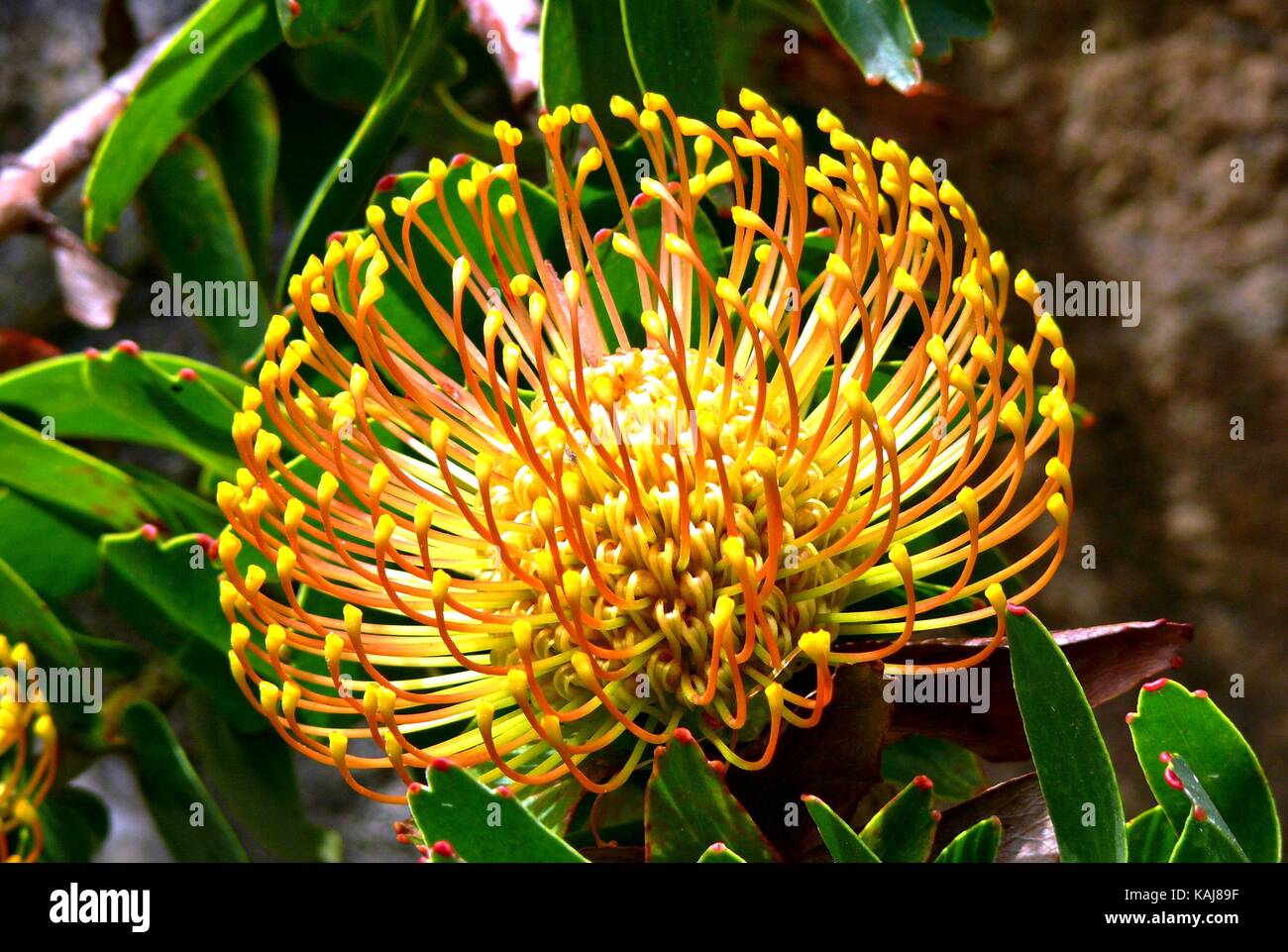 Silveredge Nadelkissen (Leucospermum Patersonii) Stockfoto