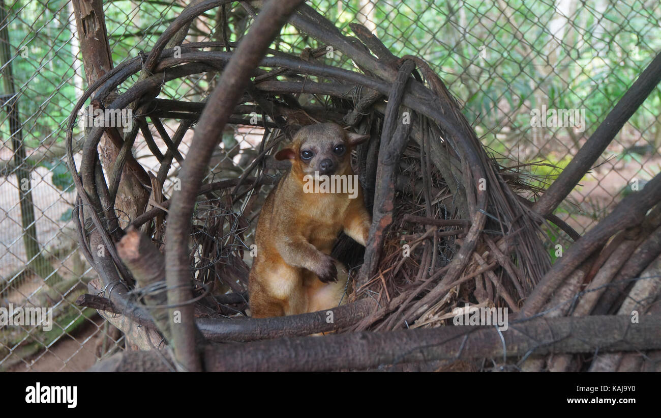 Kinkajou in seinem Nest in einem Käfig in der ecuadorianischen Amazonas. Gemeinsamen Namen: Cusumbo, Tuta kushillu. Wissenschaftlicher Name: Potos flavus Stockfoto