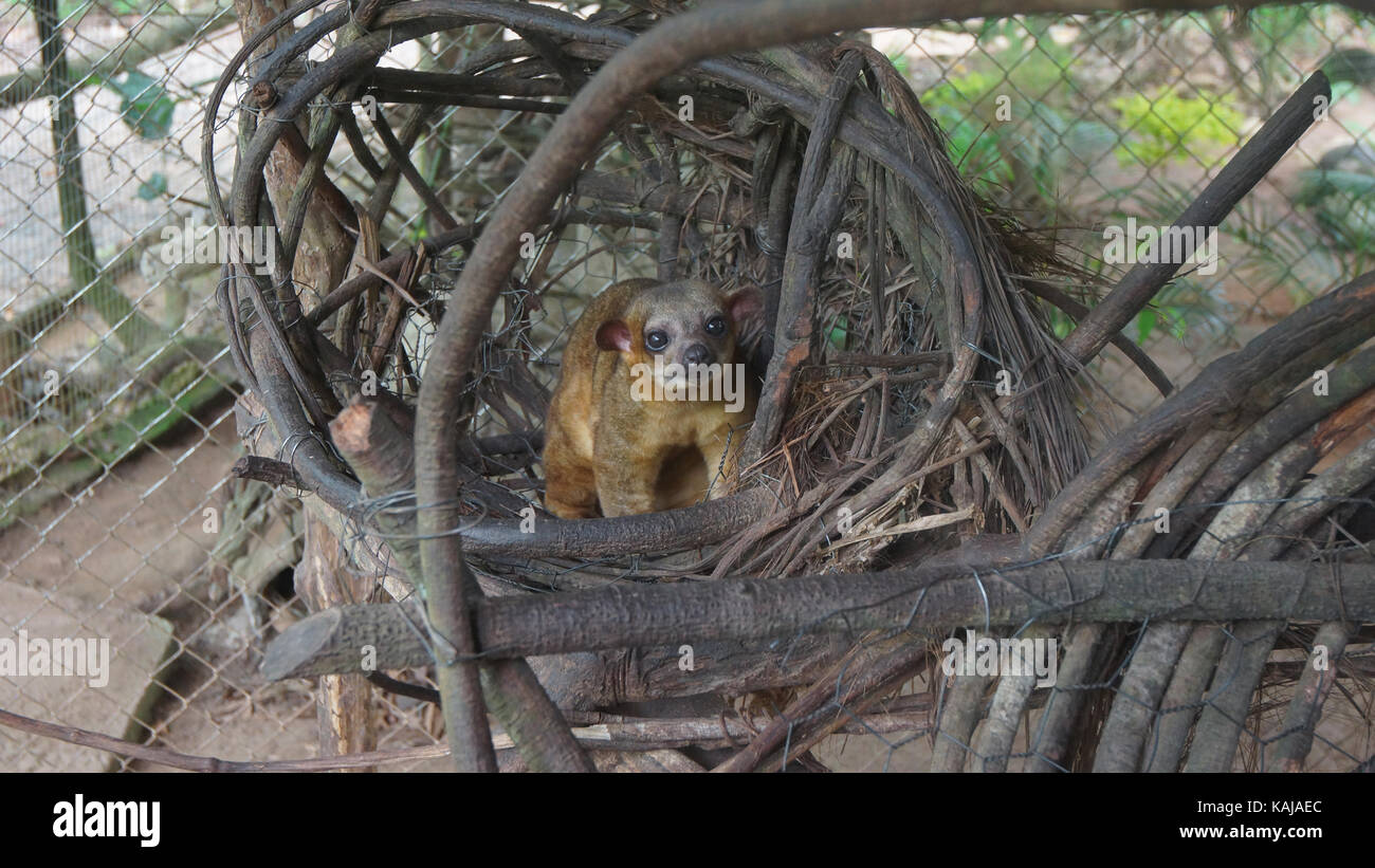 Kinkajou in seinem Nest in einem Käfig in der ecuadorianischen Amazonas. Gemeinsamen Namen: Cusumbo, Tuta kushillu. Wissenschaftlicher Name: Potos flavus Stockfoto