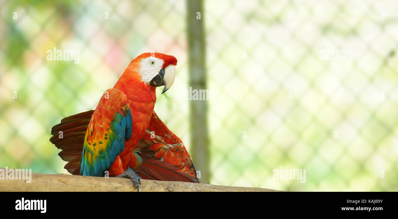 Käfig Vogel auf einem Zweig im ecuadorianischen Amazonasgebiet. Gemeinsamen Namen: KELLNERBÖRSE oder Papagayo. Wissenschaftlicher Name: Ara macao Stockfoto