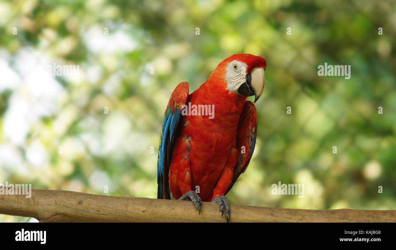 Vogel auf einem Zweig im ecuadorianischen Amazonasgebiet. Gemeinsamen Namen: KELLNERBÖRSE oder Papagayo. Wissenschaftlicher Name: Ara macao Stockfoto