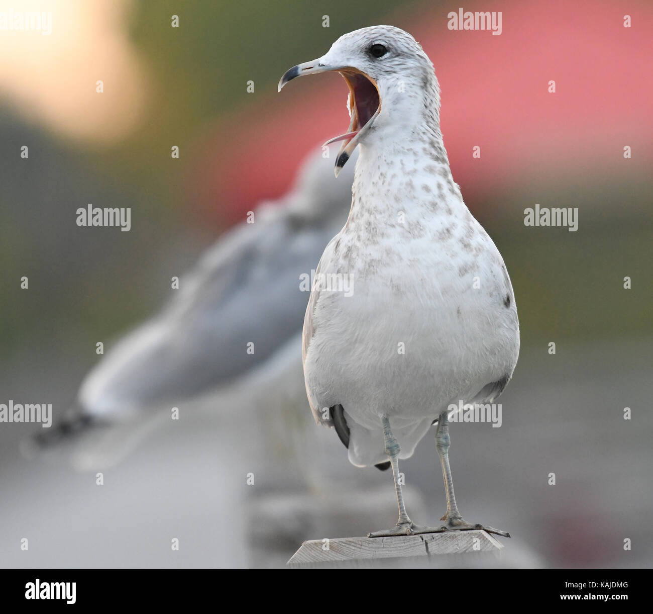 Ring billed Gull gähnen Stockfoto