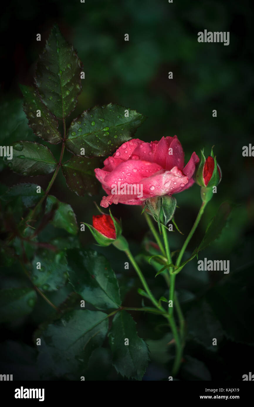 Schöne rote Rose mit zwei Knospen und grüne Blätter mit Wassertropfen bedeckt Stockfoto