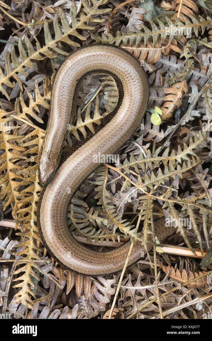 Nahaufnahme eines langsamen Wurms (Anguis fragilis), der sich auf totem Bracken, Großbritannien, sonnt Stockfoto