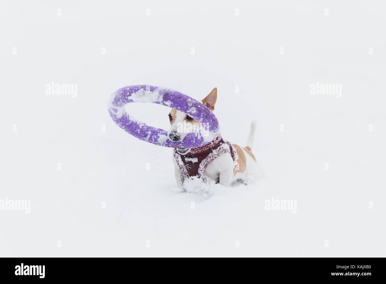 Komisch aussehende kleine Hund mit Riesen ring Spielzeug Stockfoto