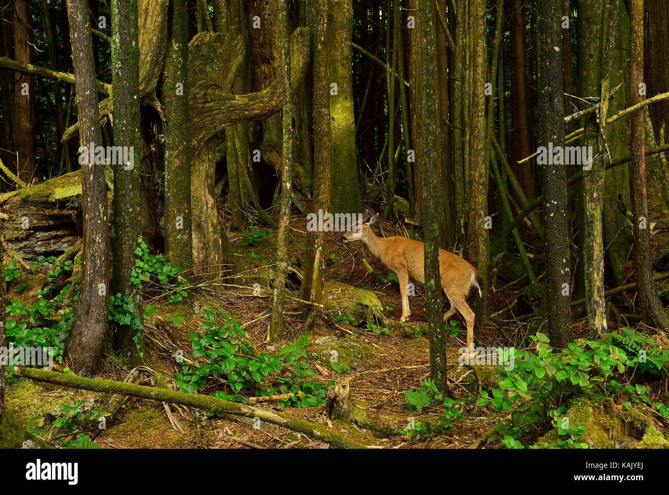 Ein weiblicher kolumbianischer Schwarzschwanzhirsch (Odocoileus hemionus columbianus), der sich in seiner Heimatumgebung an der Westküste von Vancouver Island befindet Stockfoto